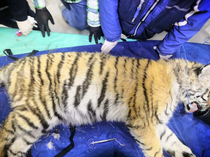 Amur tigress who came out to people to seek help might be a pet who escaped owners or was thrown out 