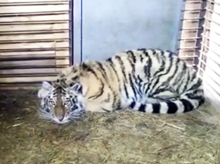 Amur tigress who came out to people to seek help might be a pet who escaped owners or was thrown out 