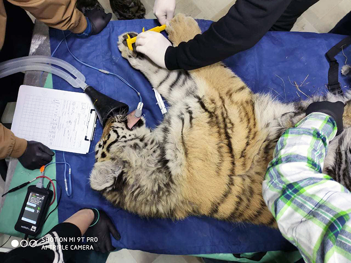 Amur tigress who came out to people to seek help might be a pet who escaped owners or was thrown out 