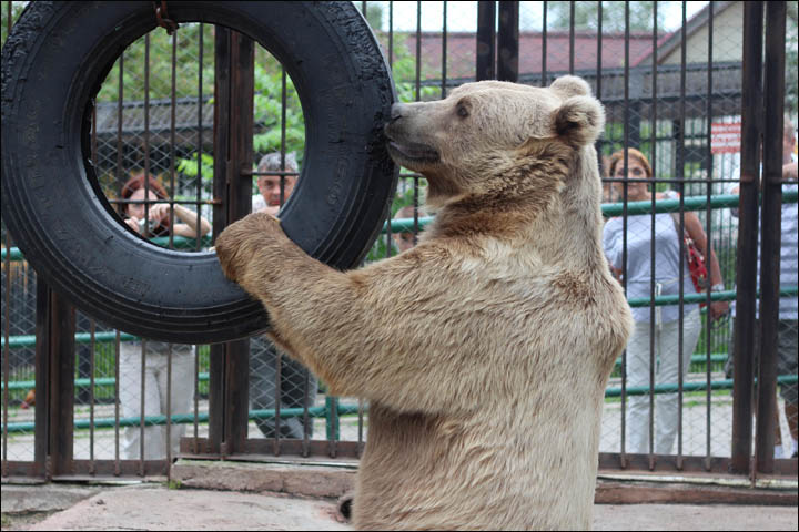 Pamir bear plays with the tire