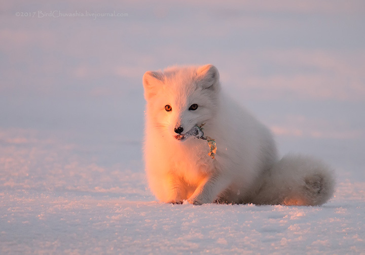 'While the snow cover is not thick, Arctic Foxes find enough food to get by and even feel in a good enough mood to play around, just like this one today.'
