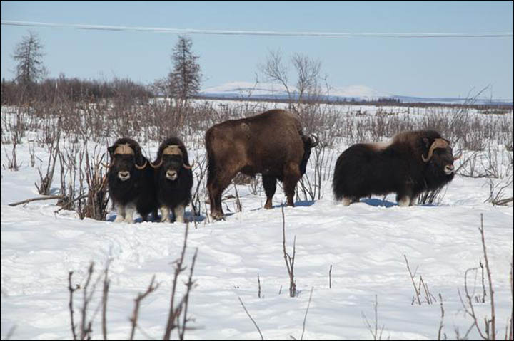 Musk oxen and bison