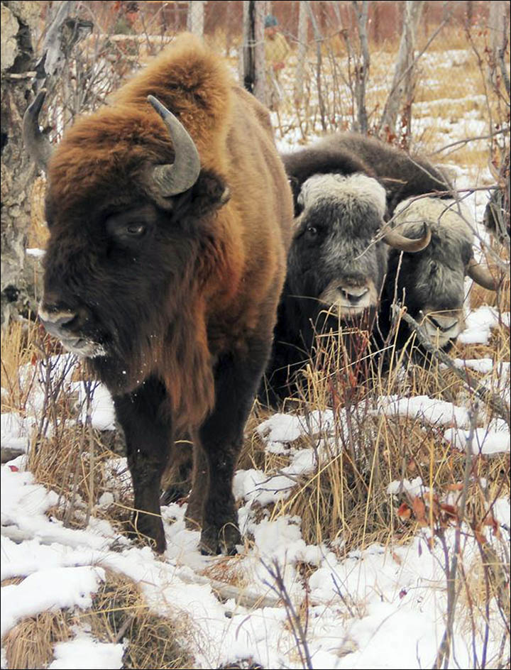 Musk oxen and bison