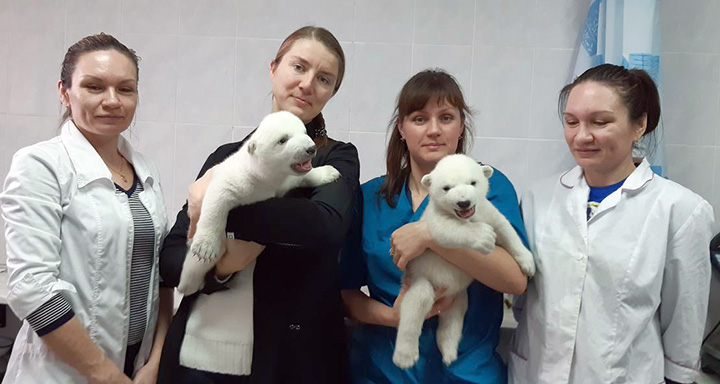 Manicures, massages, warm milk and 24/7 care to raise polar bear cubs whose mother rejected them  