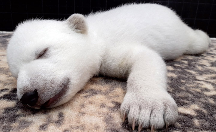 Manicures, massages, warm milk and 24/7 care to raise polar bear cubs whose mother rejected them 