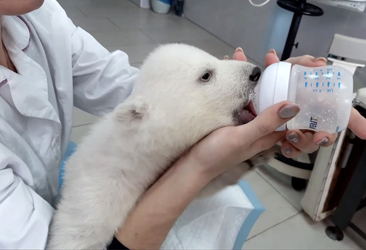 Manicures, massages, warm milk and 24/7 care to raise polar bear cubs whose mother rejected them 