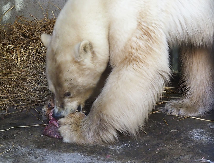 Polar bear in Krasnoyarsk zoo