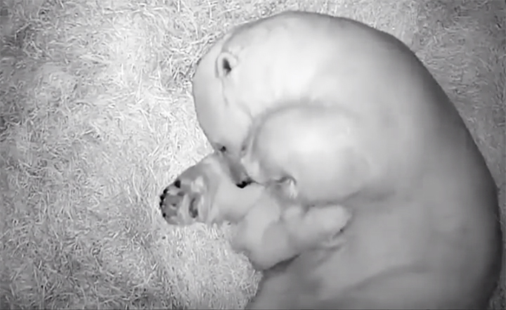 Double joy as polar bear family welcomes two tiny cubs in Novosibirsk 