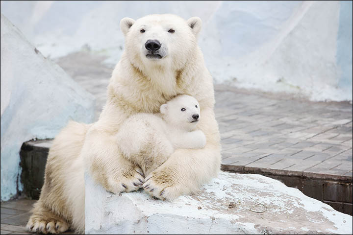 Polar bear Gerda cradles her three month old female cub in magical pictures from Novosibirsk Zoo.