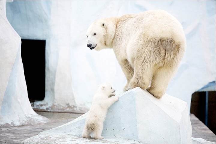 Polar bear Gerda cradles her three month old female cub in magical pictures from Novosibirsk Zoo.