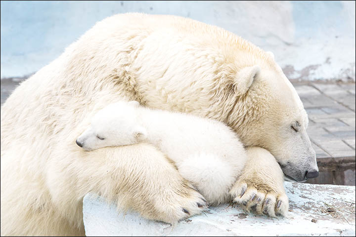 Polar bear Gerda cradles her three month old female cub in magical pictures from Novosibirsk Zoo.