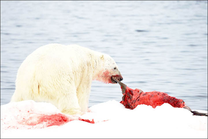 Might getting undressed in front of a hungry polar bear save your life?