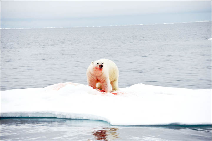 Might getting undressed in front of a hungry polar bear save your life?