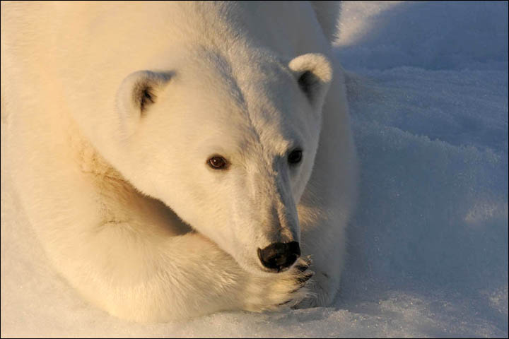 Might getting undressed in front of a hungry polar bear save your life?