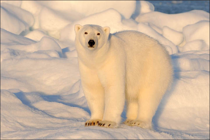 Might getting undressed in front of a hungry polar bear save your life?