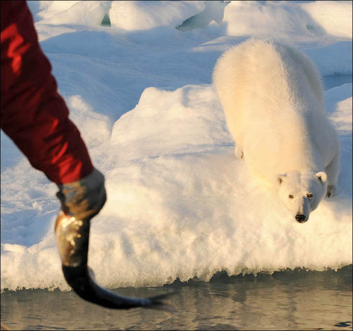 Might getting undressed in front of a hungry polar bear save your life?