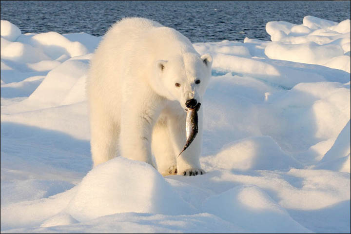 Might getting undressed in front of a hungry polar bear save your life?