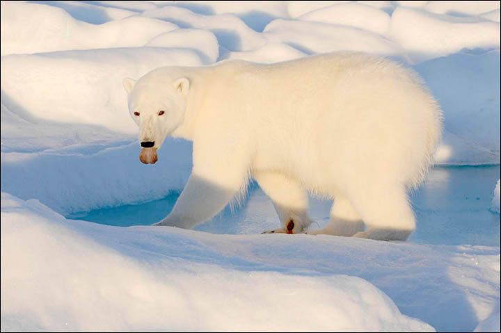 Might getting undressed in front of a hungry polar bear save your life?