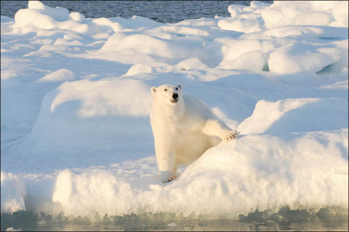 Might getting undressed in front of a hungry polar bear save your life?