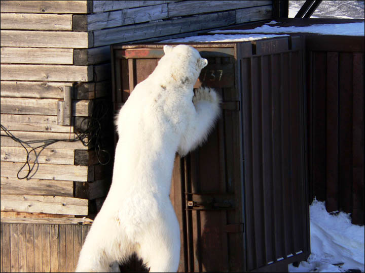 Might getting undressed in front of a hungry polar bear save your life?