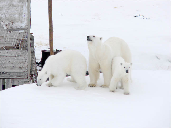 Might getting undressed in front of a hungry polar bear save your life?Might getting undressed in front of a hungry polar bear save your life?