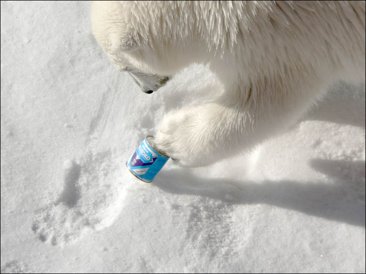 Might getting undressed in front of a hungry polar bear save your life?