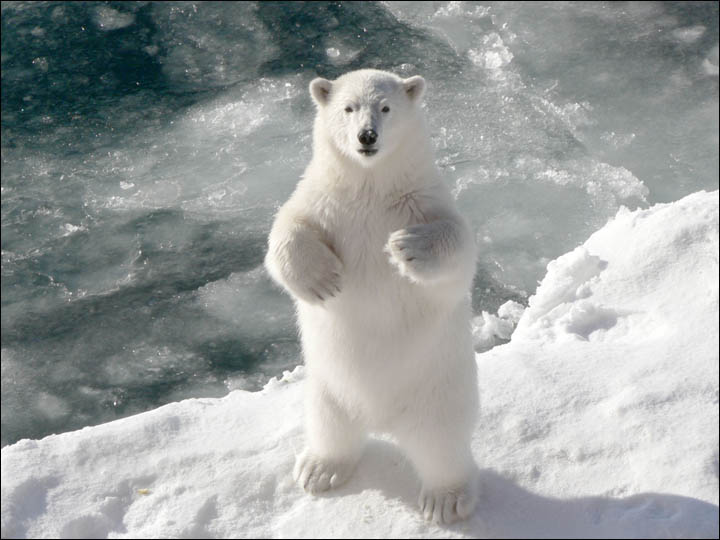 Might getting undressed in front of a hungry polar bear save your life?