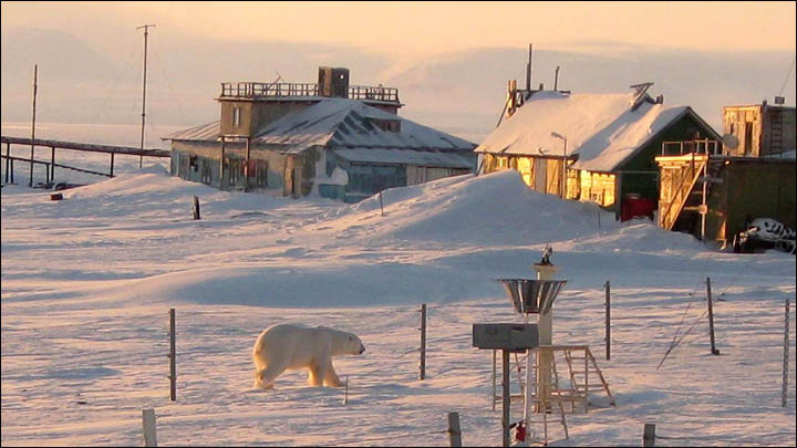 Might getting undressed in front of a hungry polar bear save your life?