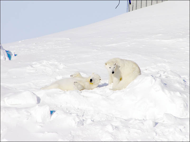 Might getting undressed in front of a hungry polar bear save your life?