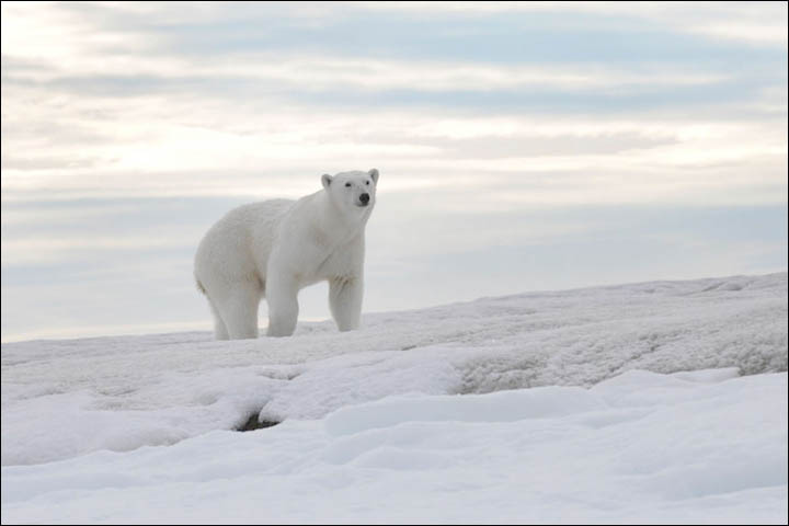 Might getting undressed in front of a hungry polar bear save your life?