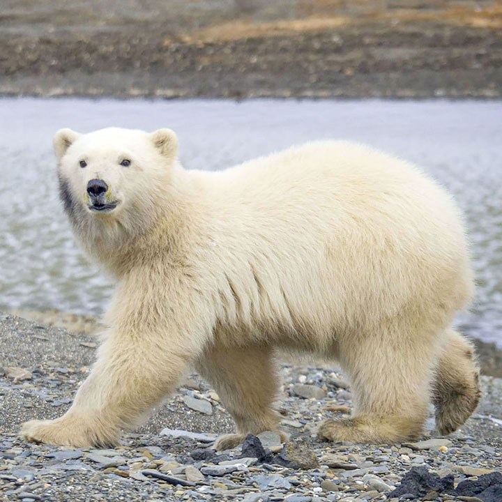 Wrangel island bears