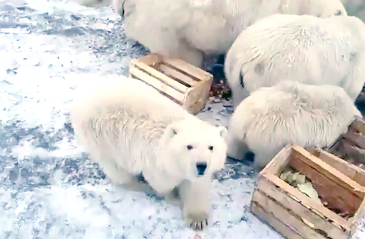 Even brave men won’t take trash out to the garbage facility - reality of life in town invaded by polar bears