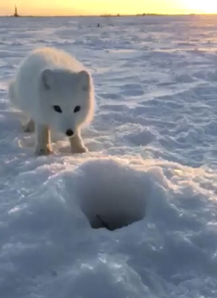 Brazen polar fox