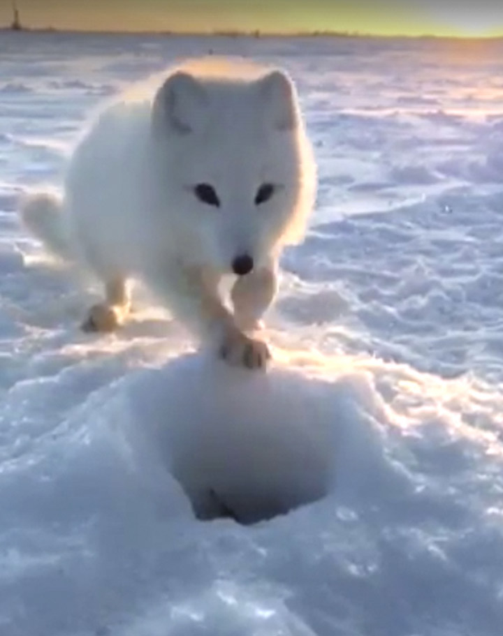 Brazen polar fox