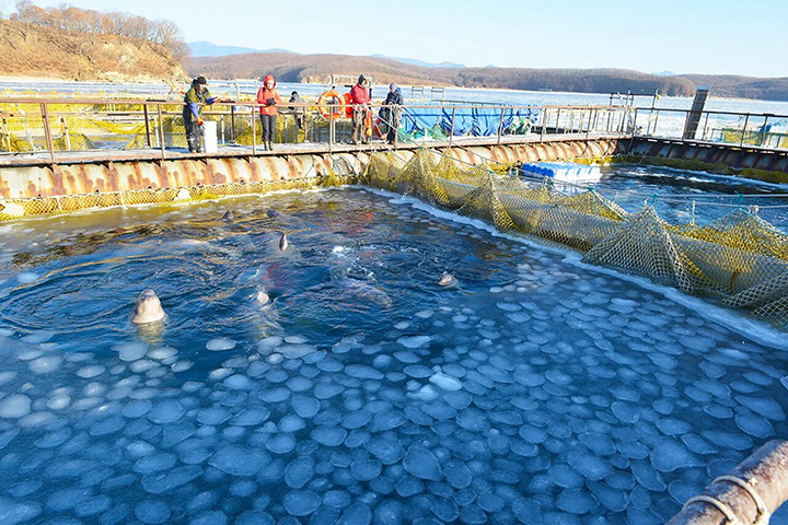 Vladimir Putin asked to open doors of the ‘Whale Jail’ in the Far East of Russia  