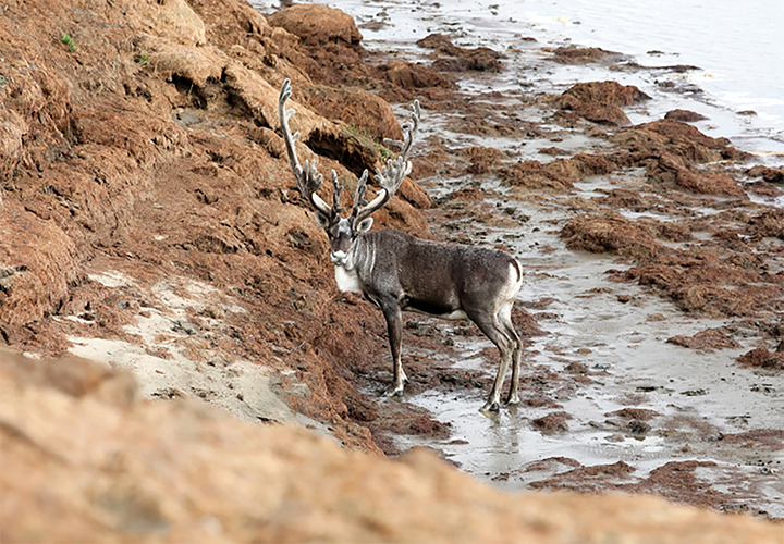Northern reindeer that roamed Taymyr peninsula are at the brink of extinction