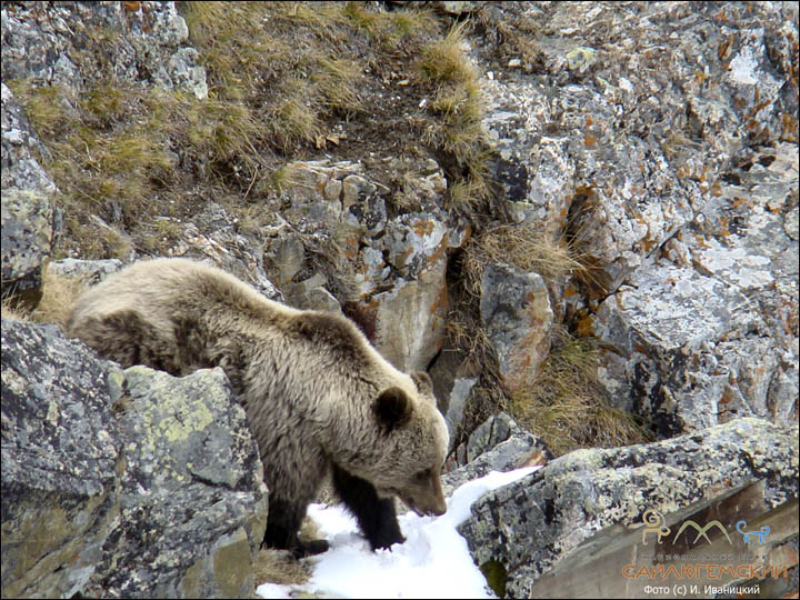 Saylyugem bear