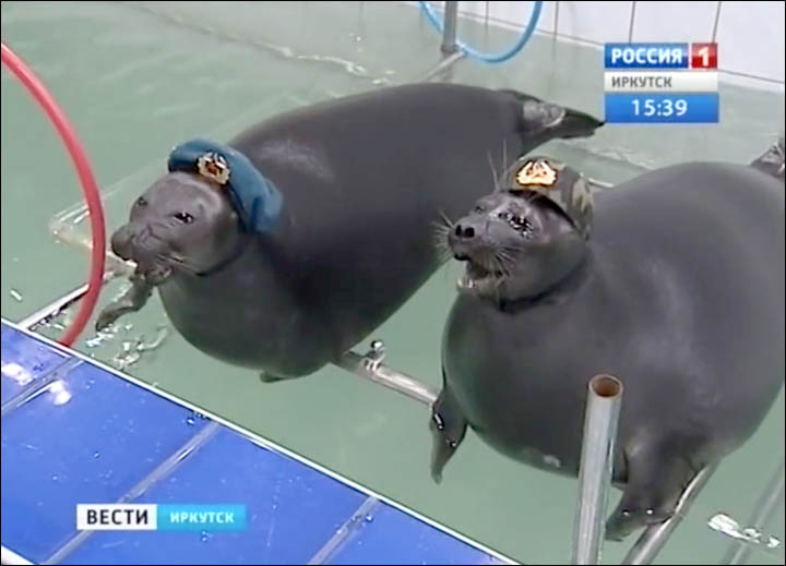 The seals march with toy guns wearing military hats for a performance linked to Victory Day on 9 May