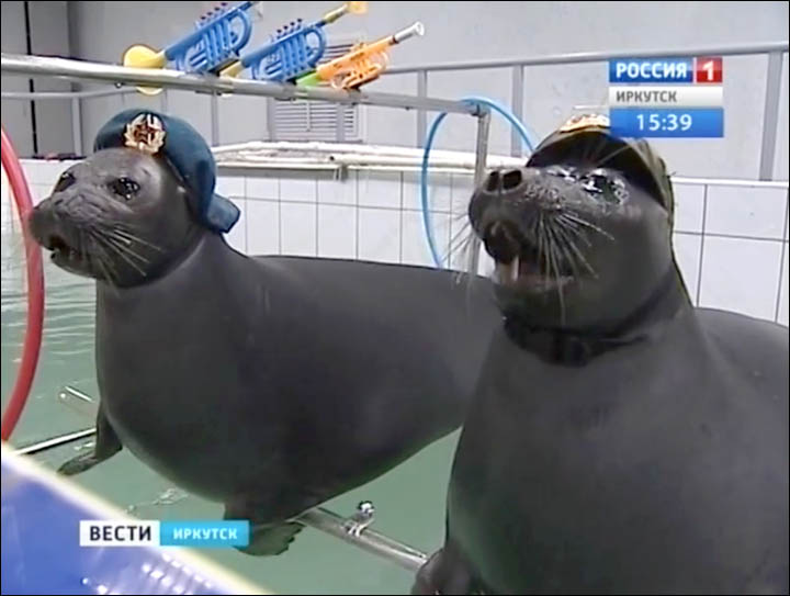 The seals march with toy guns wearing military hats for a performance linked to Victory Day on 9 May