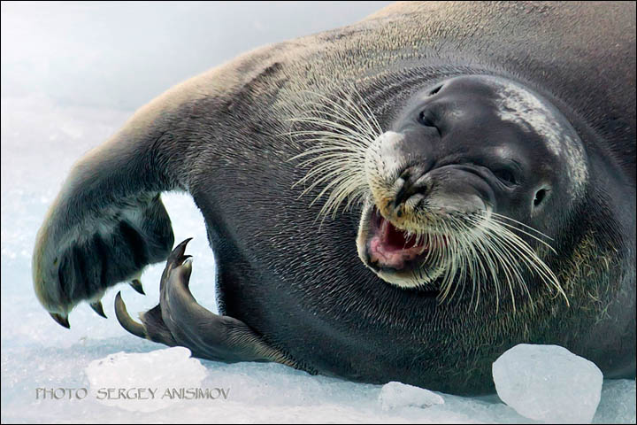 Through his extraordinary photographs, Sergey Anisimov has done more than most to show real Siberia to the world. 