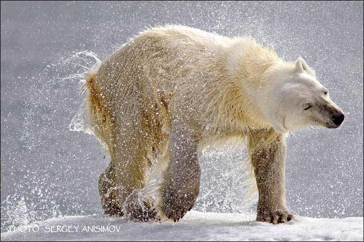 Through his extraordinary photographs, Sergey Anisimov has done more than most to show real Siberia to the world. 