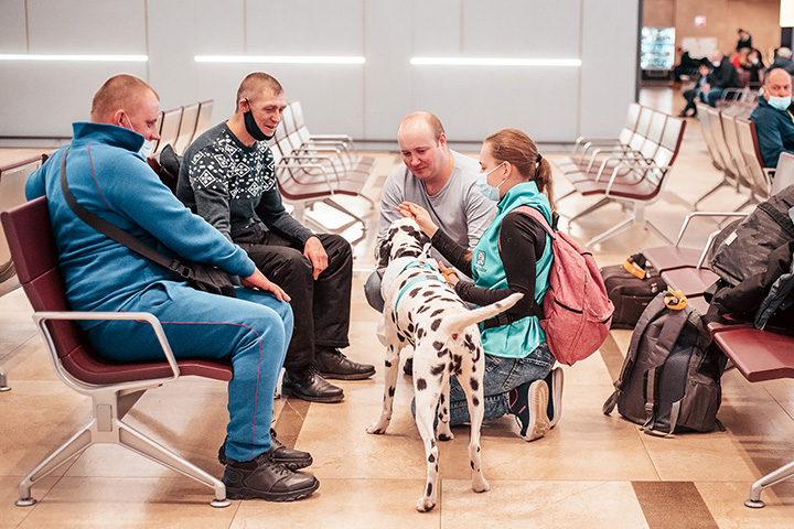 Stray dogs to provide emotional support for nervous air passengers
