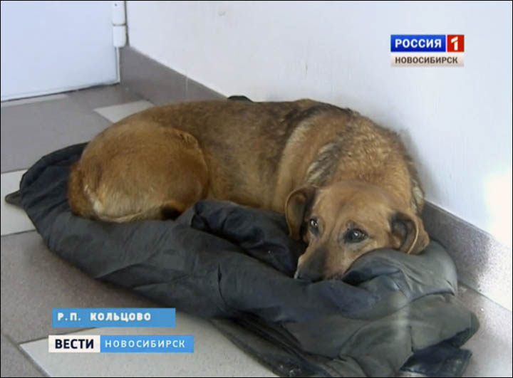 Dog Masha waits for her owner