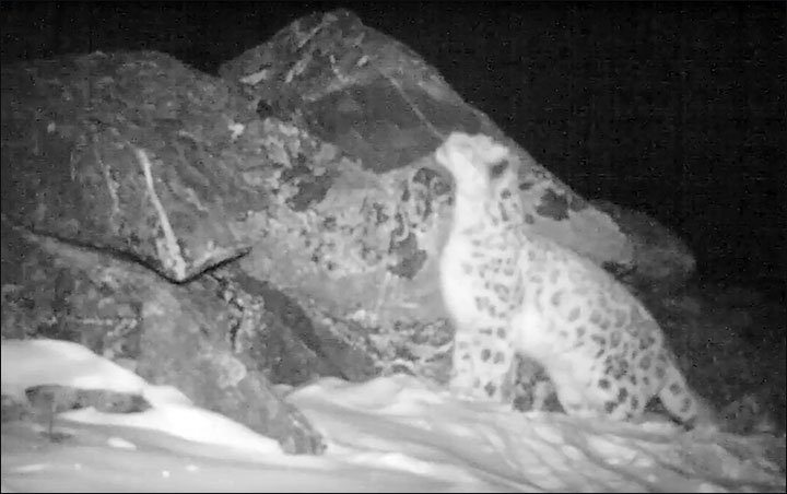 snow leopard roars Siberia