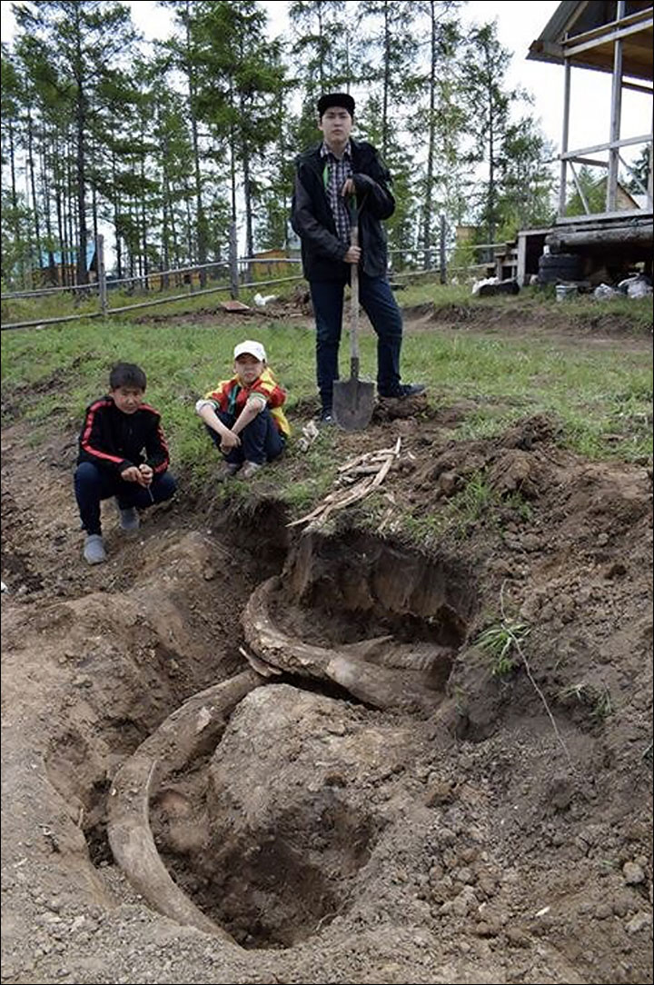 Man in Siberia find steppe mammoth tusks while planting potato