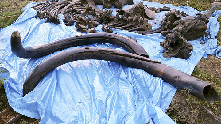 Man in Siberia find steppe mammoth tusks while planting potato