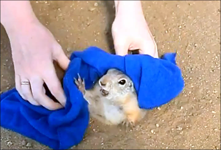 Too much lunch? Ground squirrel is rescued after getting stuck in its own hole