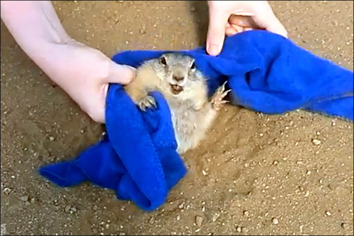 Too much lunch? Ground squirrel is rescued after getting stuck in its own hole