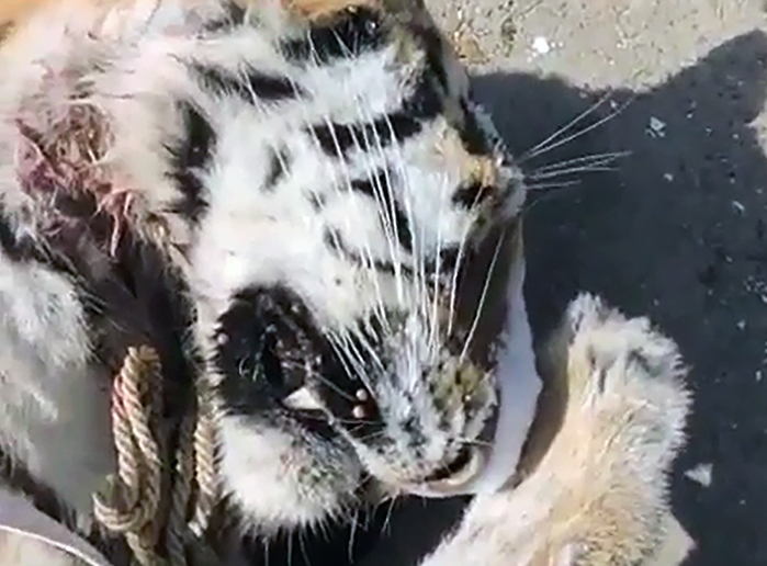 Frozen body of slain rare Amur tiger, the world’s largest cat, found in Russian Far East