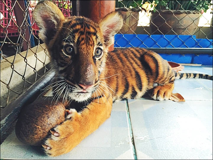 Putin's Siberian tiger cleared of eating Chinese takeaway dinner